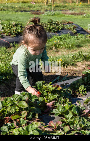 Toddeler girl enjoying the novelty of picking a fresh strawberry to eat at The Gorge White House Fruit Stand near Hood River, Or Stock Photo