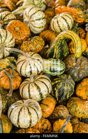 A variety of small pumpkins and ornamental gourds for sale at Draper Girls Country Farm near Hood River, Oregon, USA. Stock Photo