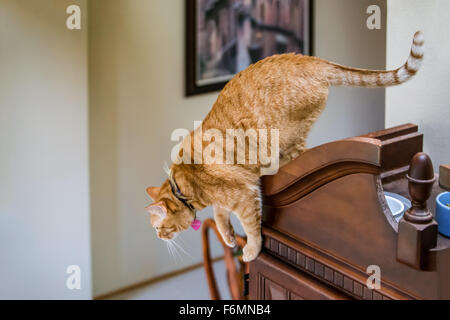 Cat about to leap off of a tall armoire where its food and water are kept, to a piano, in Issaquah, Washington, USA Stock Photo