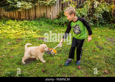 Seven year old boy playing tug with a ten week old Goldendoodle puppy in Issaquah, Washington, USA Stock Photo