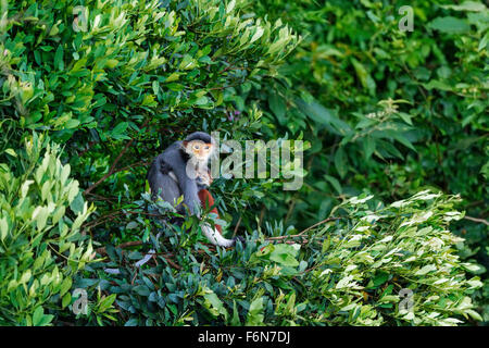 Mother and baby Red-shanked douc resting in the canopy at Son Tra nature reserve in Vietnam Stock Photo