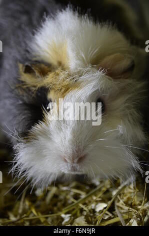 Portrait of guinea pig Stock Photo