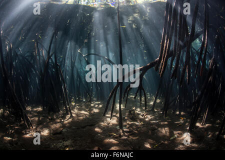 Bright beams of sunlight filter among the prop roots of a mangrove forest in Komodo National Park, Indonesia. Mangroves are vita Stock Photo