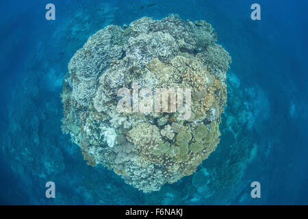 A large coral bommie grows on a healthy reef in the Solomon Islands. This region is known for its spectacular marine biodiversit Stock Photo