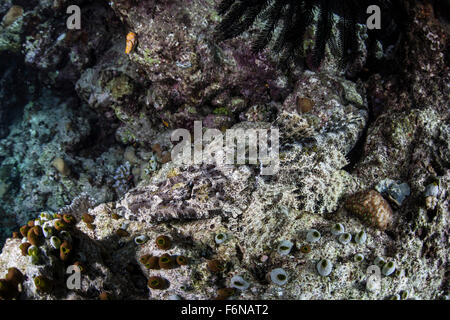 A crocodilefish (Cymbacephalus beauforti) lays on the seafloor in the Solomon Islands. This Melanesian region is known for its s Stock Photo