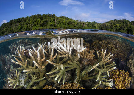 A slightly bleached staghorn coral colony grows in shallow water in the Solomon Islands. This Melanesian region is known for its Stock Photo
