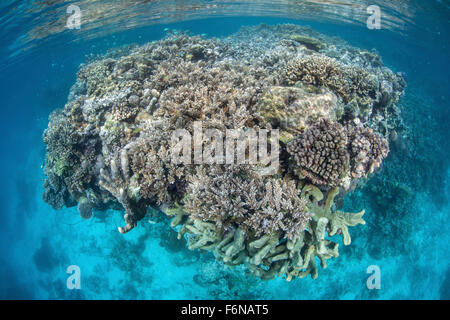 A colorful and diverse coral reef grows in shallow water in the Solomon Islands. This Melanesian region is known for its spectac Stock Photo