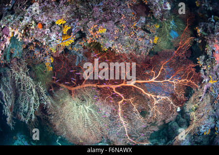 A colorful coral reef grows along a deep dropoff in the Solomon Islands. This Melanesian region is known for its spectacular mar Stock Photo