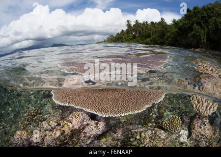 Reef-building corals grow on a healthy reef in the Solomon Islands. This part of Melanesia is known for its high marine biodiver Stock Photo