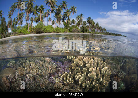 A coral reef grows near the shore of Guadalcanal in the Solomon Islands, Melanesia. Stock Photo