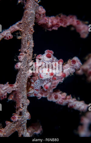 A pygmy seahorse (Hippocampus bargibanti) mimics its host gorgonian on a reef in Lembeh Strait, Indonesia. This area is known fo Stock Photo