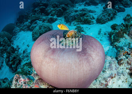 Pink anemonefish (Amphiprion perideraion) swim close to their host anemone on a reef in Palau. Stock Photo