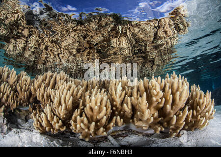 Soft leather corals grow in the shallow waters in the Solomon Islands, Melanesia. This region, in the eastern part of the Coral Stock Photo