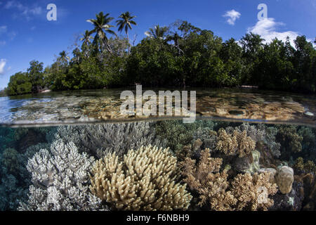 Soft leather corals grow in the shallow waters in the Solomon Islands, Melanesia. This region, in the eastern part of the Coral Stock Photo