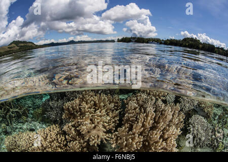 A healthy coral reef grows in the Solomon Islands, Melanesia. This region, in the eastern part of the Coral Triangle, harbors sp Stock Photo