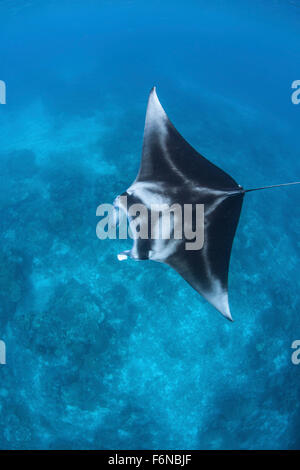 A large reef manta ray (Manta alfredi) swims through clear water in Raja Ampat, Indonesia. This beautiful region is known as the Stock Photo