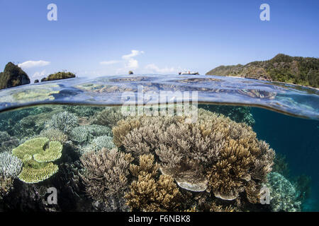 A beautiful coral reef grows near a set of limestone islands in Raja Ampat, Indonesia. This remote, equatorial region is known a Stock Photo