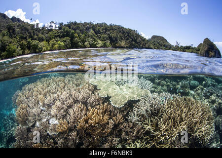 A diverse array of corals grow in Raja Ampat, Indonesia. This beautiful region is known for its spectacular reefs and high marin Stock Photo