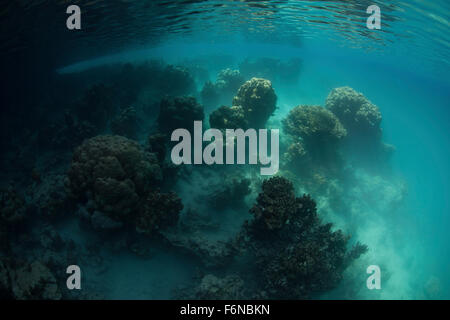 A marine lake in Palau has an almost dream-like appearance due to the water color and strange coral growth. Stock Photo