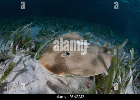A Caribbean electric ray (Narcine bancroftii) lays on the sandy seafloor of Turneffe Atoll off the coast of Belize in the Caribb Stock Photo