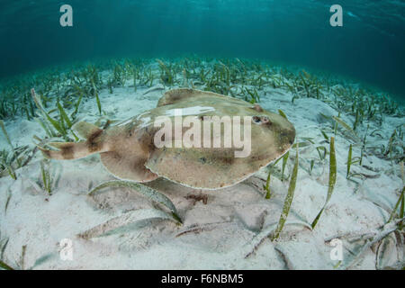 A Caribbean electric ray (Narcine bancroftii) swims over a sandy seafloor of Turneffe Atoll off the coast of Belize in the Carib Stock Photo