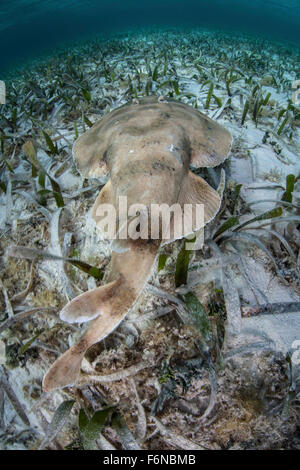 A Caribbean electric ray (Narcine bancroftii) lays on the sandy seafloor of Turneffe Atoll off the coast of Belize in the Caribb Stock Photo