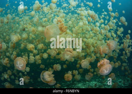 Golden jellyfish (Mastigias papua etpisonii) swim inside a marine lake in the Republic of Palau. These endemic jellies have a sy Stock Photo