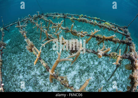 Staghorn corals are being grown off Turneffe Atoll in Belize. The corals will eventually be planted on damaged parts of local re Stock Photo