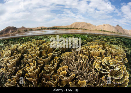 Fragile corals grow in extremely shallow water in Komodo National Park, Indonesia. This part of the Coral Triangle is known for Stock Photo