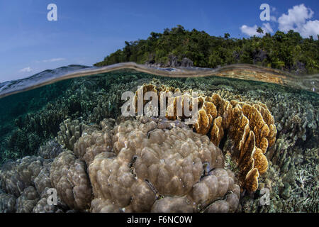 A diverse array of reef-building corals grow in Raja Ampat, Indonesia. This beautiful region is known for its spectacular reefs Stock Photo