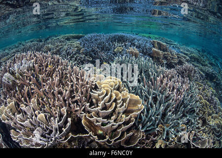 Fragile corals grow in extremely shallow water in Komodo National Park, Indonesia. This part of the Coral Triangle is known for Stock Photo