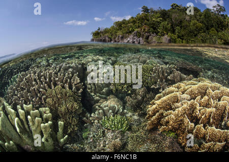 A diverse array of reef-building corals grow in Raja Ampat, Indonesia. This beautiful region is known for its spectacular reefs Stock Photo