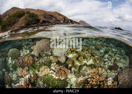A beautiful reef grows in extremely shallow water in Komodo National Park, Indonesia. This part of the Coral Triangle is known f Stock Photo