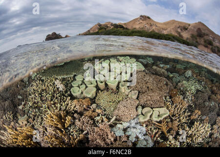 A beautiful reef grows in extremely shallow water in Komodo National Park, Indonesia. This part of the Coral Triangle is known f Stock Photo