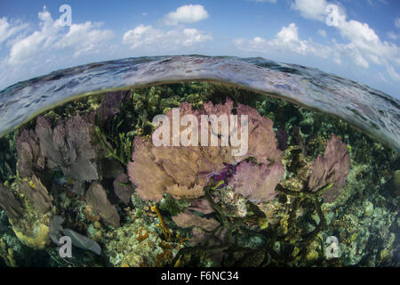 Colorful gorgonians and reef-building corals grow in shallow water near the famous Blue Hole in Belize. This part of Central Ame Stock Photo