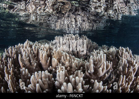 Soft corals grow in shallow water in Raja Ampat, Indonesia. This region is known as the heart of the Coral Triangle and houses t Stock Photo