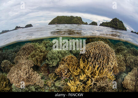 Fragile corals grow in shallow water in Raja Ampat, Indonesia. This region is known as the heart of the Coral Triangle and house Stock Photo
