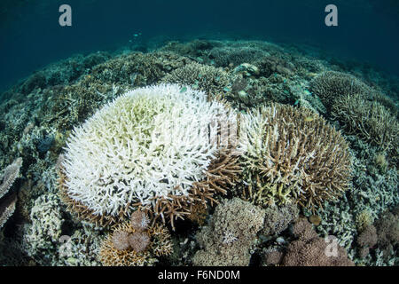 Coral colonies are beginning to bleach on a reef in Indonesia. This beautiful region is known for its spectacular reefs and high Stock Photo