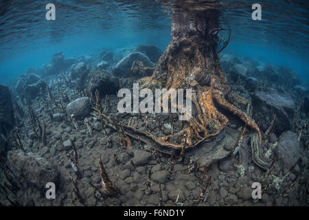 Specialized mangrove roots, called pneumatophores, rise from the shallow seafloor of an island in Indonesia. These roots act lik Stock Photo