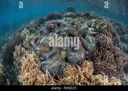 A massive giant clam (Tridacna gigas) grows in shallow water in Raja Ampat, Indonesia. This remote region is known for its beaut Stock Photo