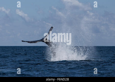 A humpback whale (Megaptera novaeangliae) slaps its massive tail on the surface of the Atlantic Ocean. Why these huge whales, wh Stock Photo