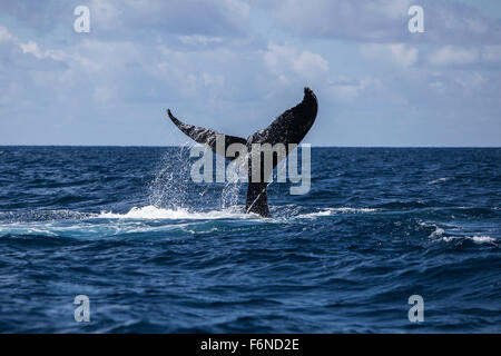 A humpback whale (Megaptera novaeangliae) slaps its massive tail on the surface of the Atlantic Ocean. Why these huge whales, wh Stock Photo