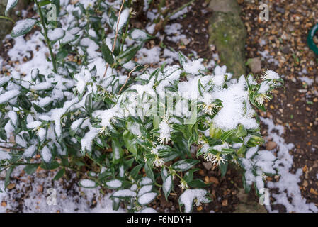 Sarcococca confusa with a covering of snow and in flower Stock Photo