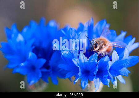 Bachelor button flower, Centaurea cyanus, cornflower, bachelor's button, bumblebee, honeybee, Himachal Pradesh, India, Asia Stock Photo