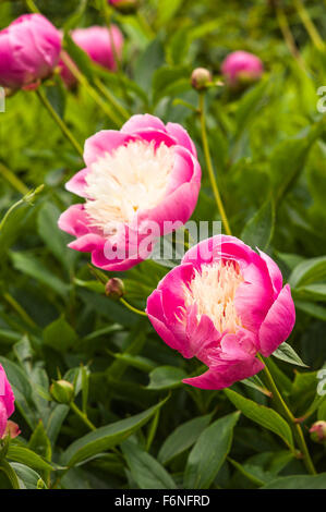 Peonies Bowl of Beauty AGM in early summer