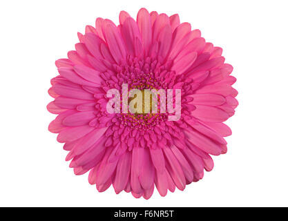 Pink gerber flower isolated on white background Stock Photo