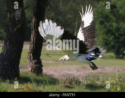 African Palm nut vulture (Gypohierax angolensis) in flight at close range Stock Photo