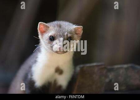 Steinmarder,Martes foina, Stone Marten Stock Photo