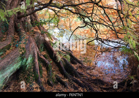 Metasequoia glyptostroboides. Dawn Redwood tree in autumn at RHS Wisley Gardens, Surrey, England Stock Photo