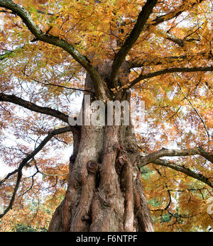 Metasequoia glyptostroboides. Dawn Redwood tree in autumn at RHS Wisley Gardens, Surrey, England